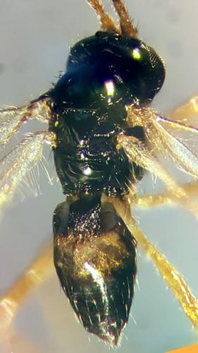 Phaedrotoma exigua
